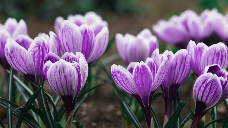 saffron flowers