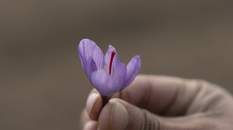 saffron flower