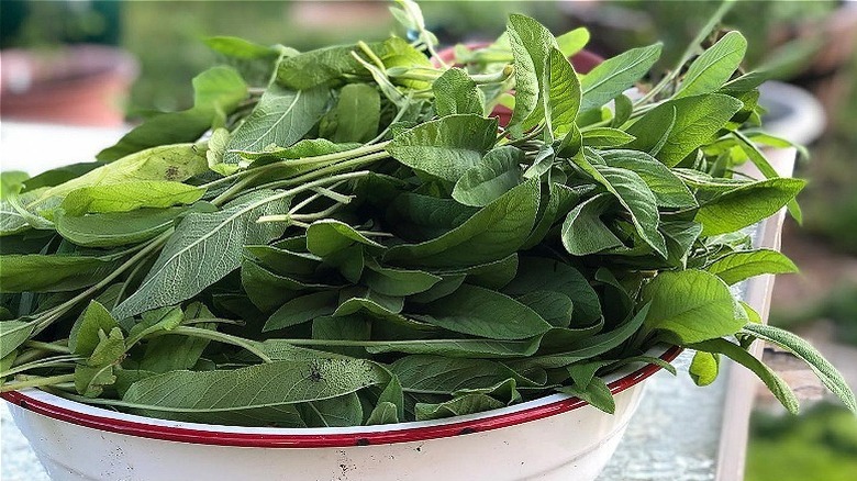 Fresh sage leaves in bowl 