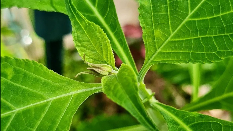 Diviner's Sage plant