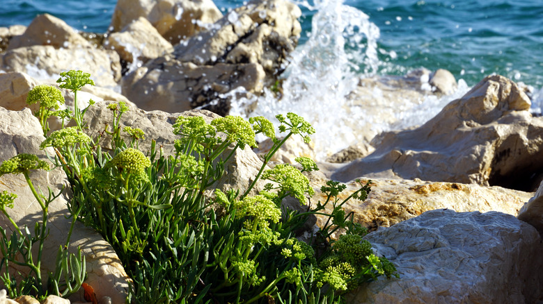 rock samphire sea foam rocks