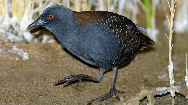 black rail bird