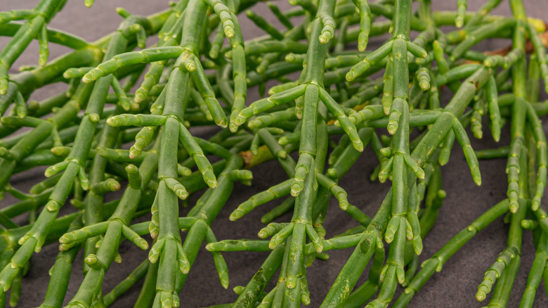 samphire name tag