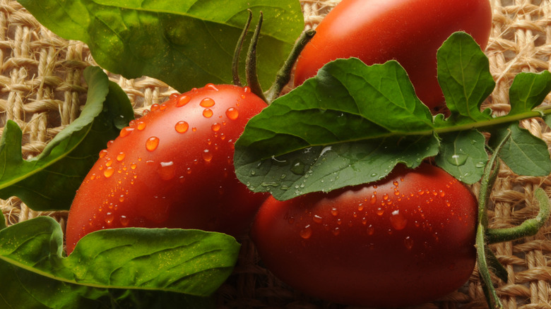 san marzano tomatoes on the vine