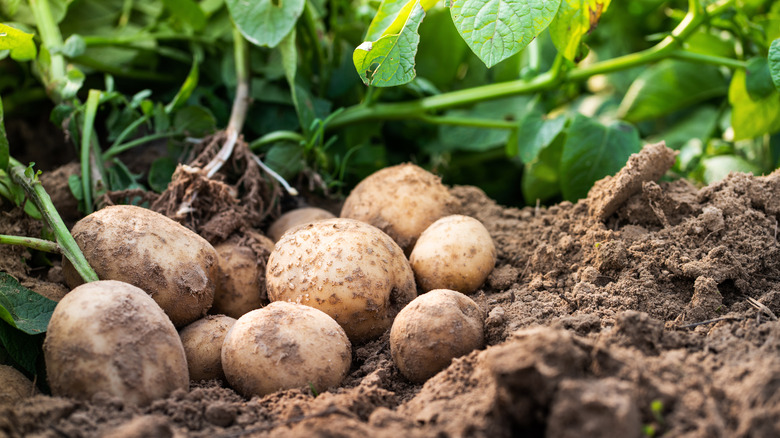 potatoes, dirt, leaves, garden, organic 