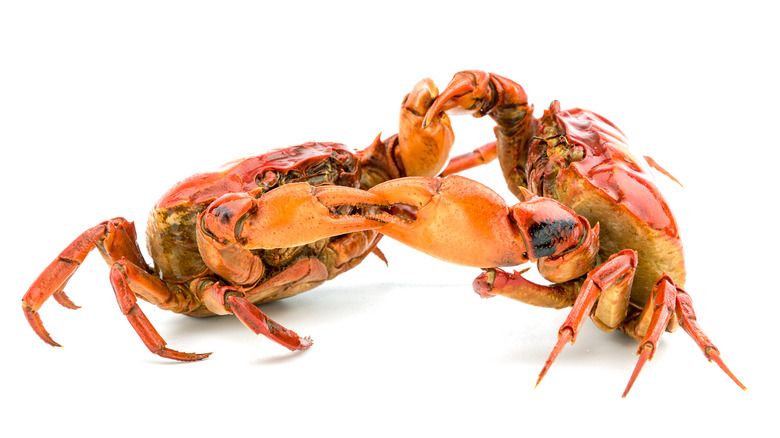 Boiled crabs posed to compete