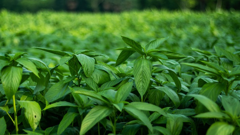 spinach in field