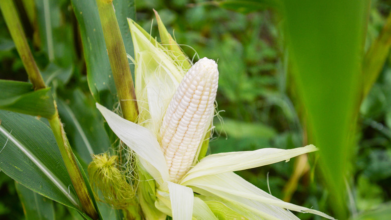 close up of ear of white corn on the cob in field