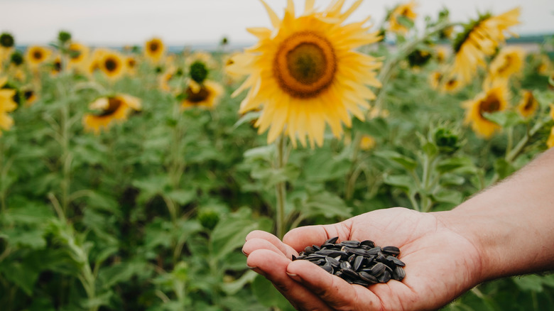 person holding a handful of sunflower seeds in a sunflower field