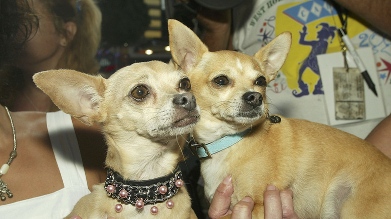 Gidget the Taco Bell dog and a friend