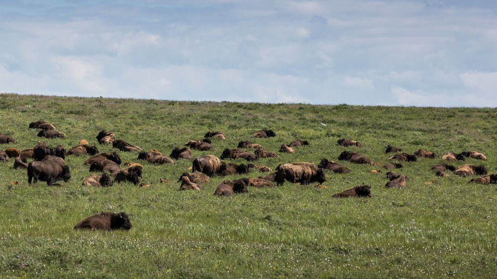 Bison in field