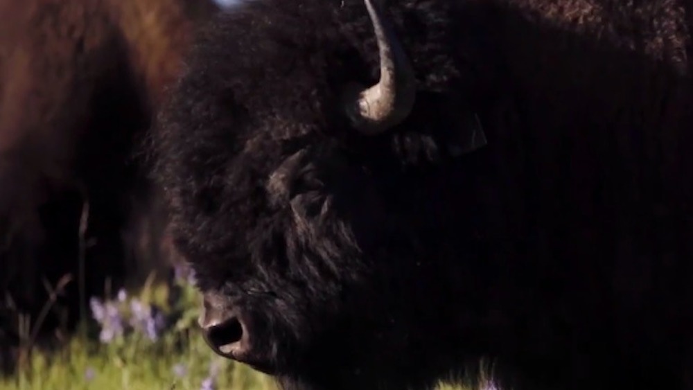 bison herd for Ted's Montana Grill