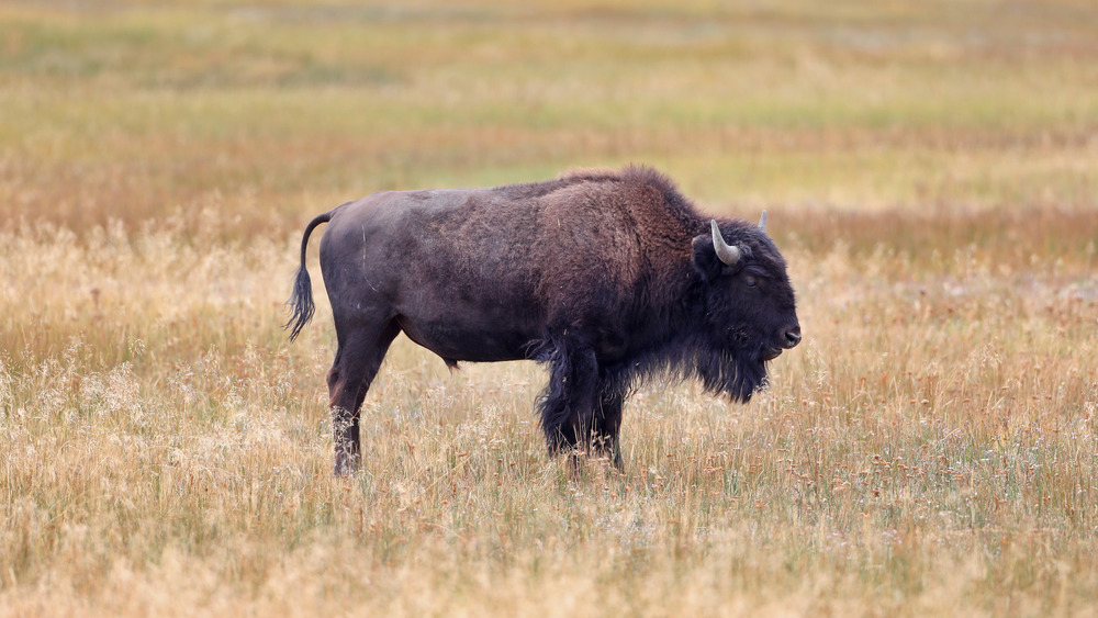 Bison