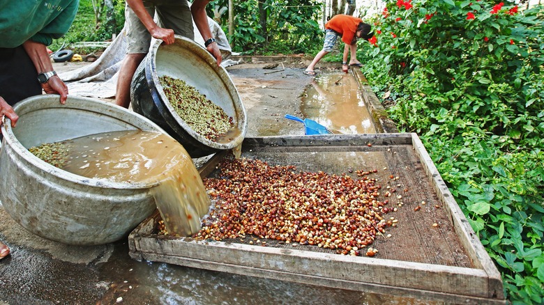 Farmers washing coffee beans