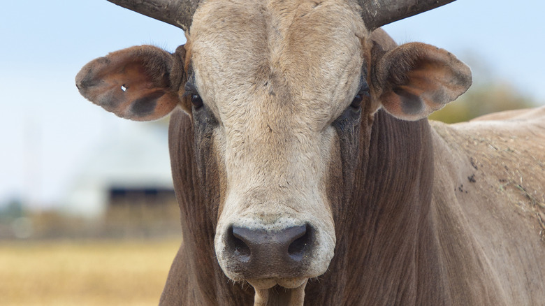 An angry cow in field 