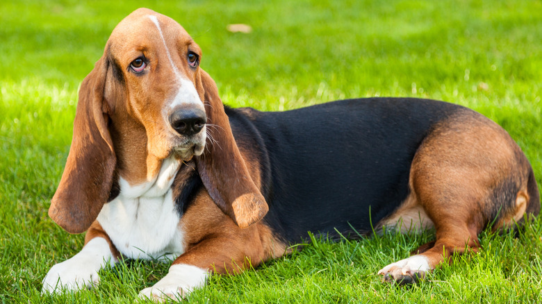 Basset hound