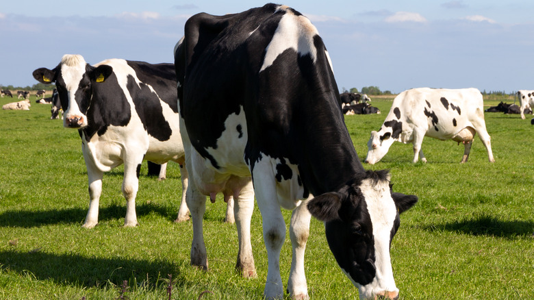 Cows grazing