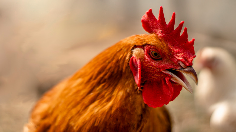 rooster close up