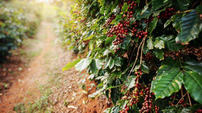 Coffee farm with coffee cherries growing on mature arabica plants
