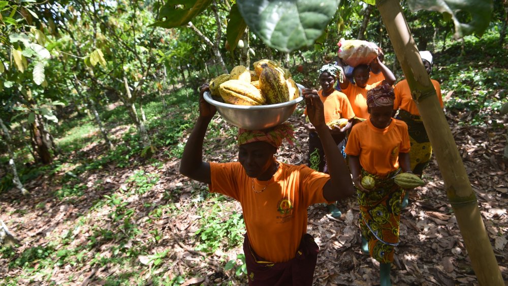 cocoa farm