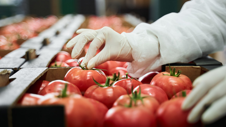 tomatoes in production plant