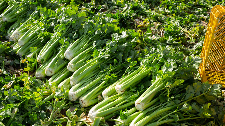 rows of celery stalks