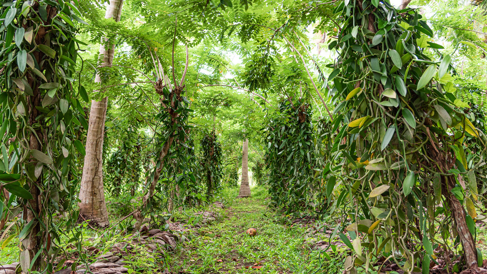 A plantation of vanilla trees