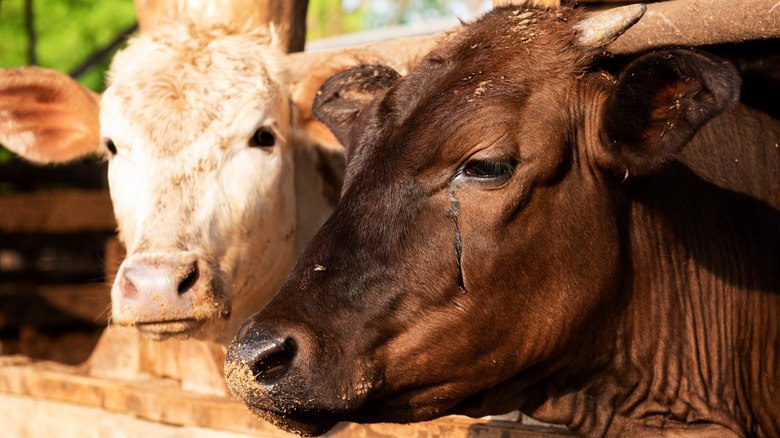 Two cows in a barn. 