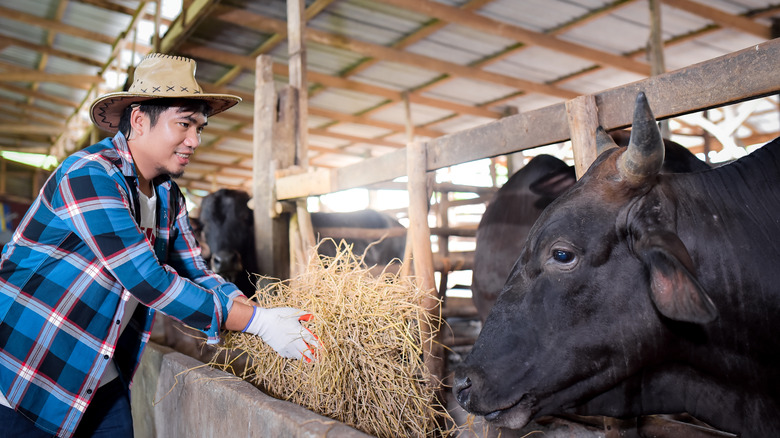 Rancher giving hay to cow in a barn.