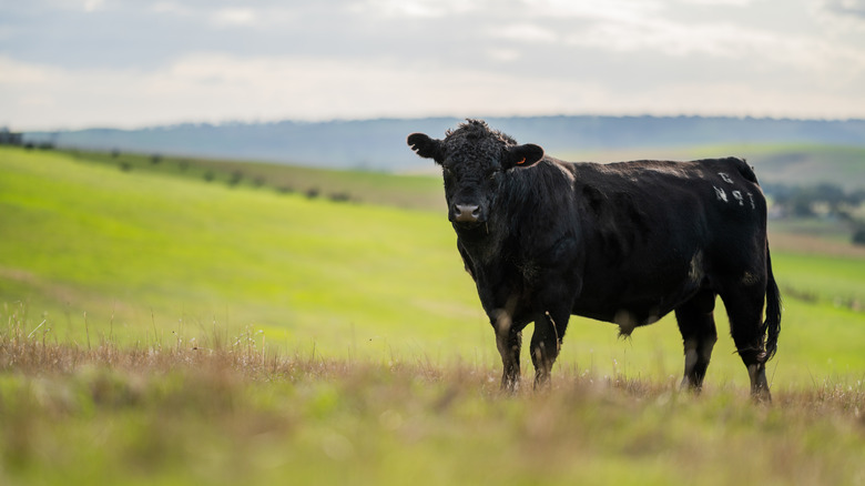 A cow in a grassy field. 