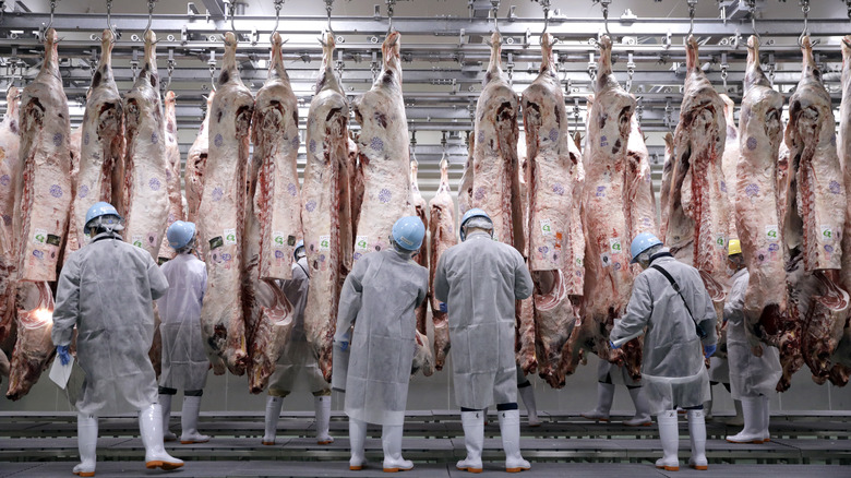 Inspectors assessing cow carcasses. 