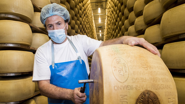 Giant wheel of Parmigiano Reggiano being cracked