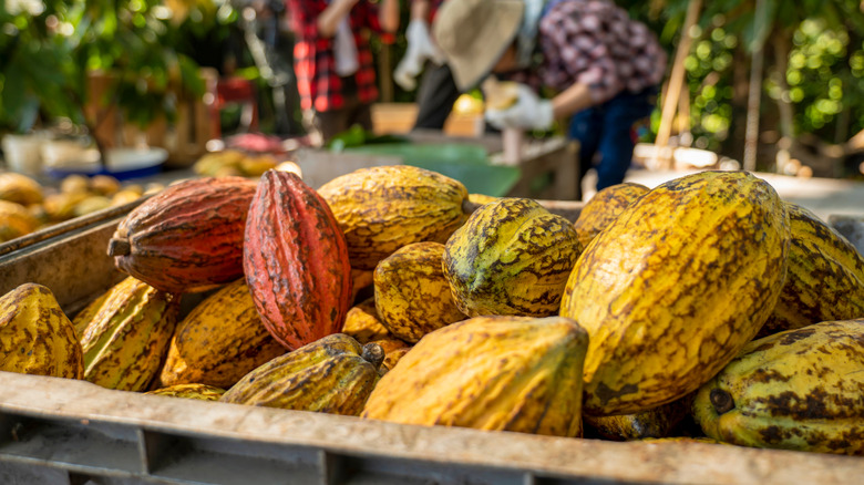 Cocoa pods