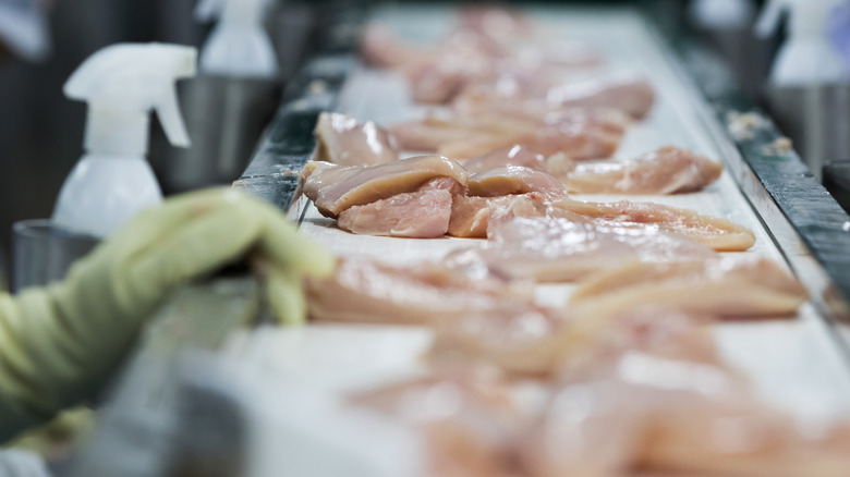 chicken on a processing line in a factory 