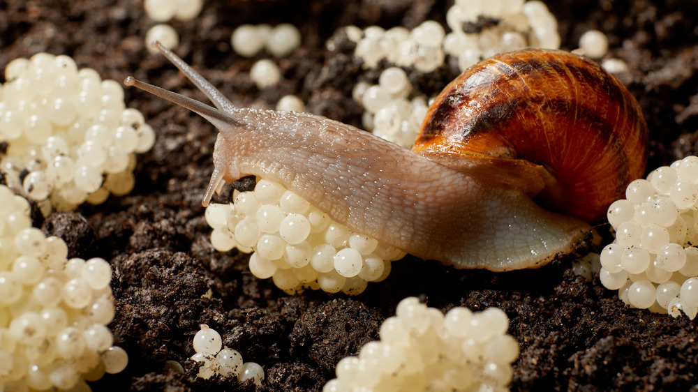 Snail with snail caviar