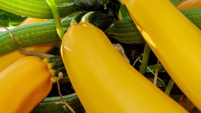 Close-up of yellow and green summer squash