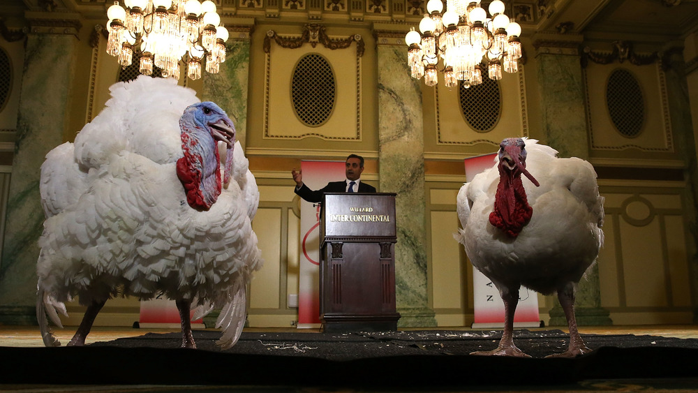 The Presidential turkey and his alternate