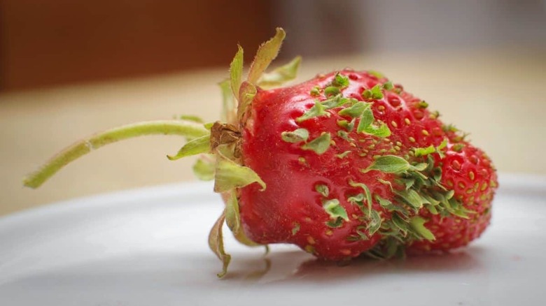 Sprouted Strawberry