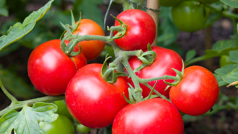 Vine tomatoes 