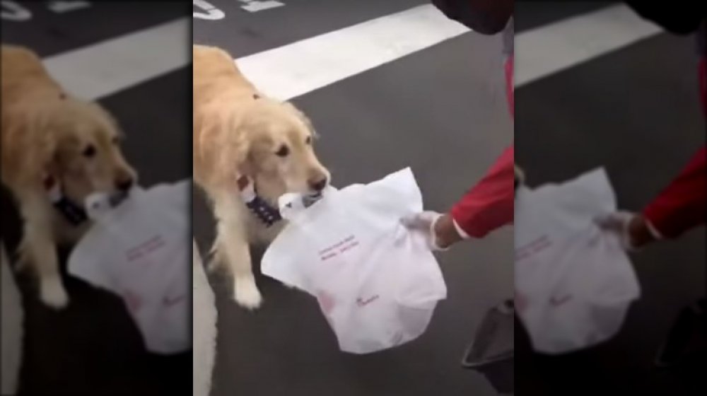 Ellie the dog at Chick-Fil-A