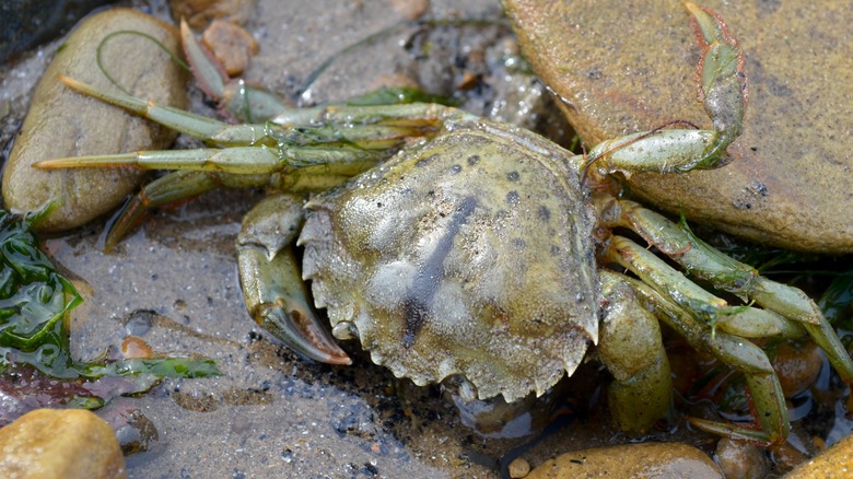 Green crab