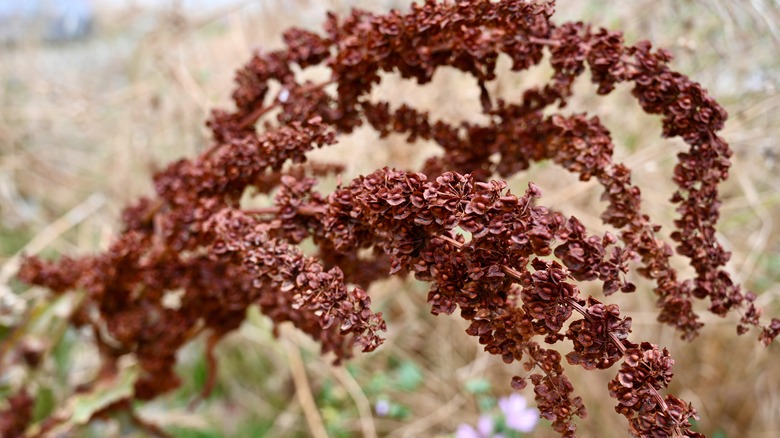 Rumex plant