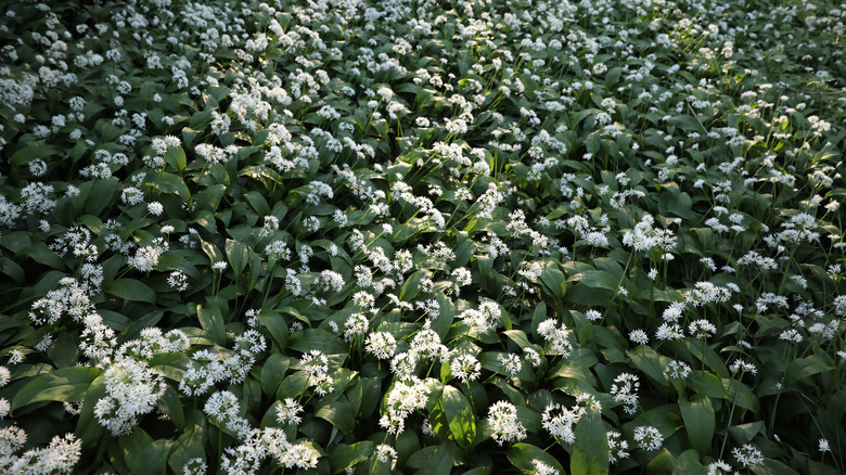 Field of wild garlic 