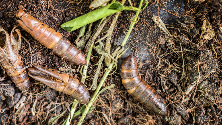 Caterpillars in soil