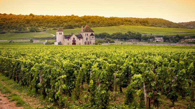 burgundy vineyards