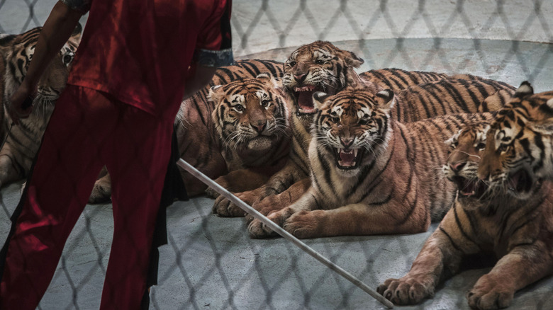 Tigers in a cage China 