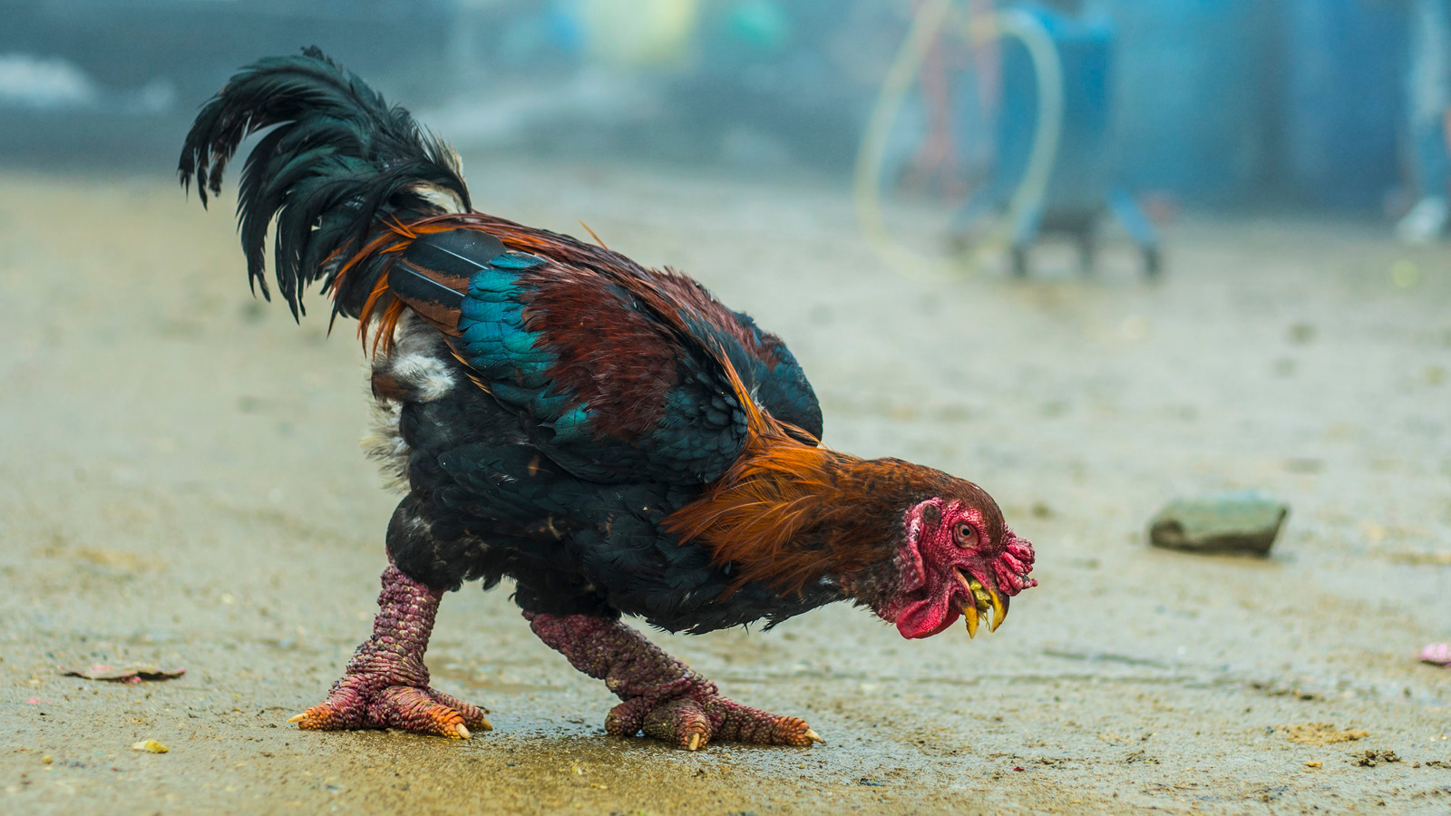 the-world-s-rarest-chicken-could-cost-you-thousands