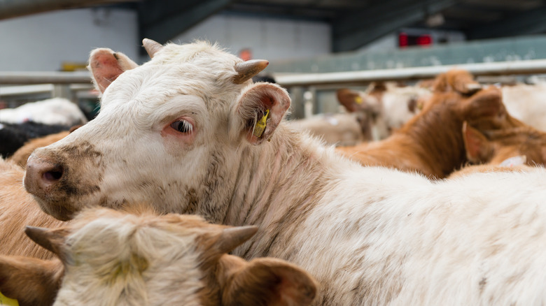 Cow at the market 