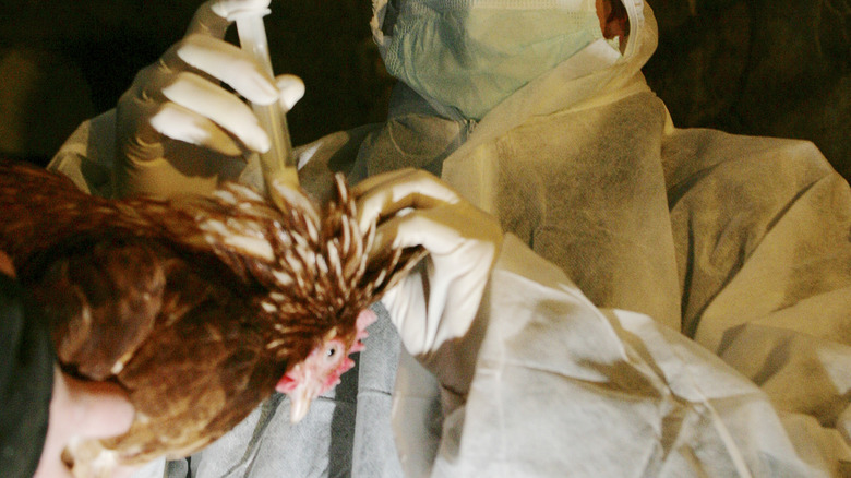 Person injecting a chicken with medication