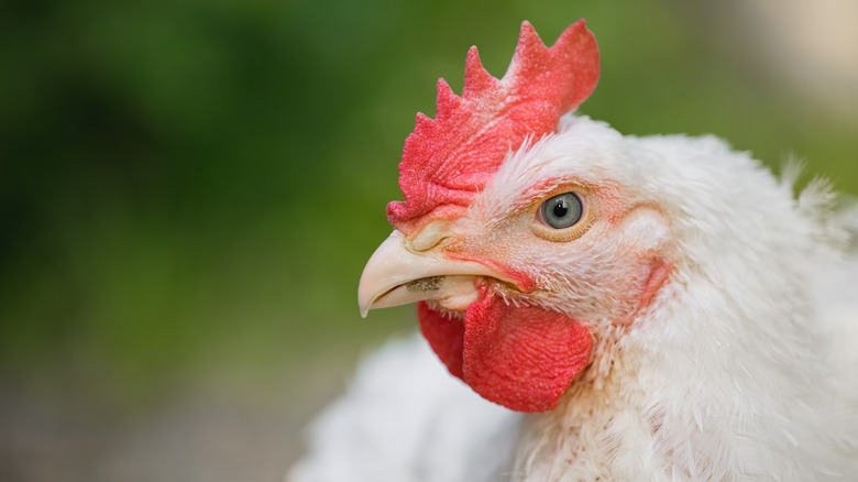 Large chicken with red comb